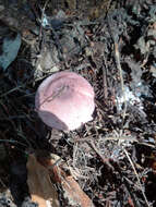 Image of Lepiota decorata Zeller 1929