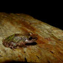 Image of Pristimantis riveroi (Lynch & La Marca 1993)