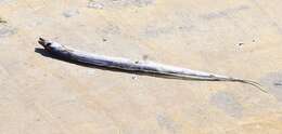 Image of Trichiurus