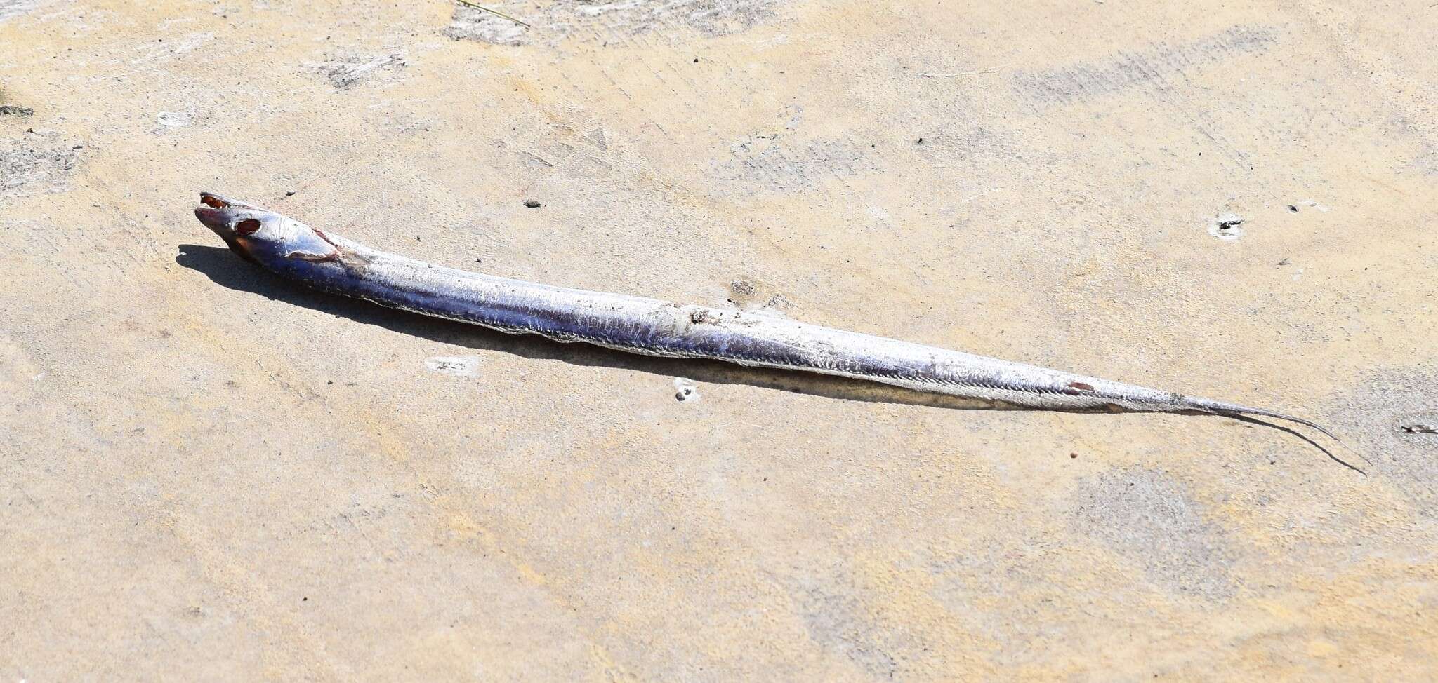 Image of Trichiurus