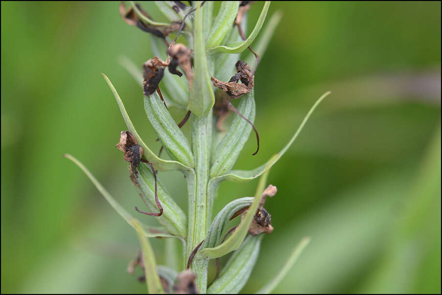 Слика од Platanthera hologlottis Maxim.