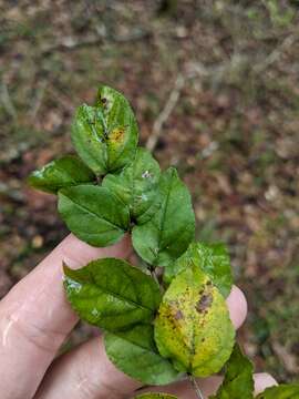 Image de Sageretia minutiflora (Michx.) Trel.