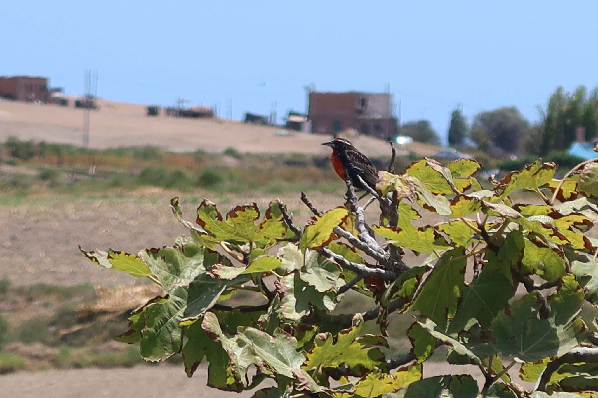 Image of Peruvian Meadowlark