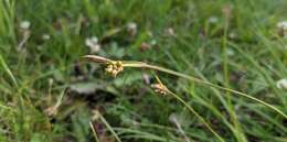 Image of Torrey's Sedge