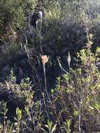 Calochortus fimbriatus H. P. McDonald resmi