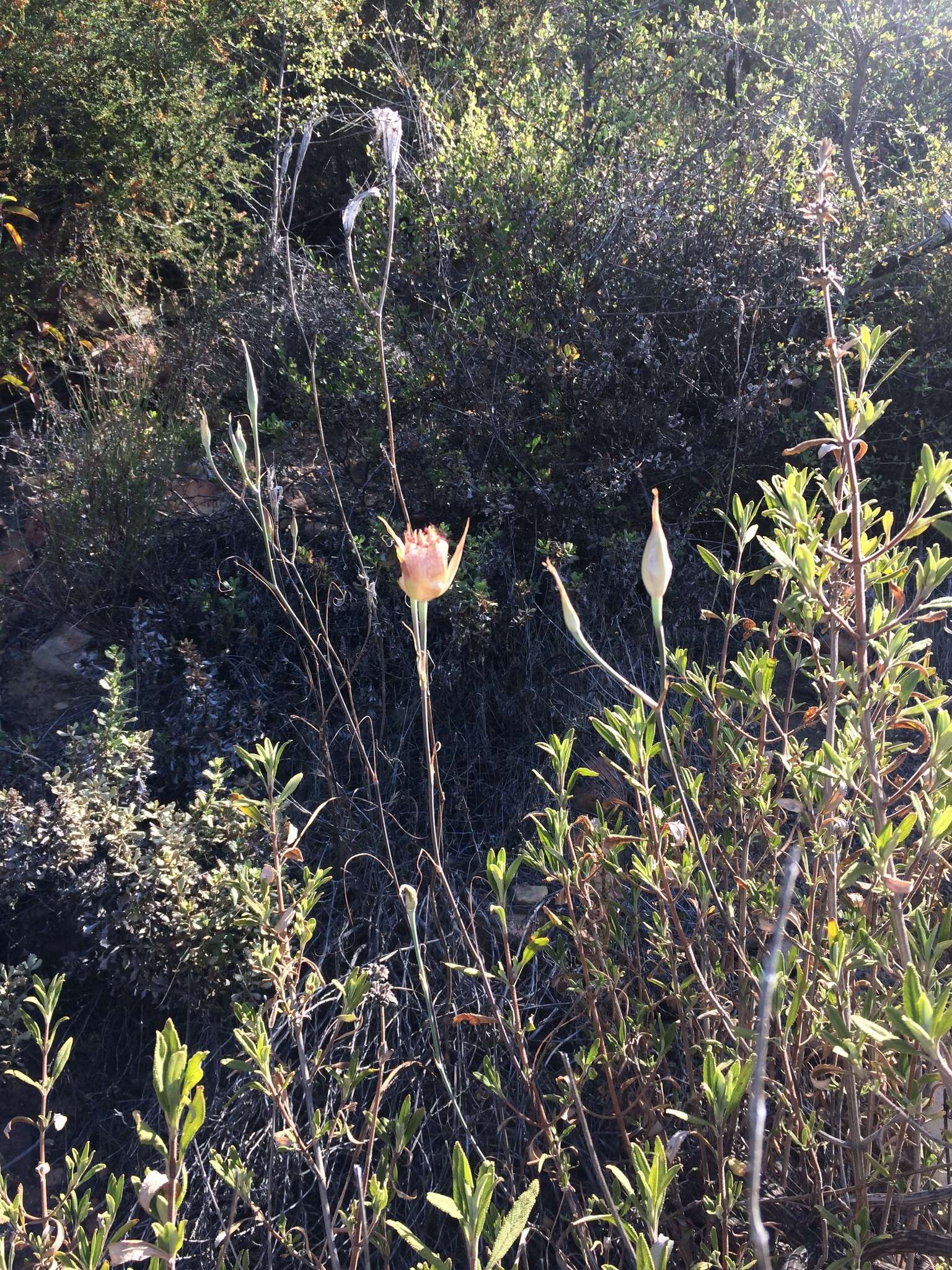 Calochortus fimbriatus H. P. McDonald resmi