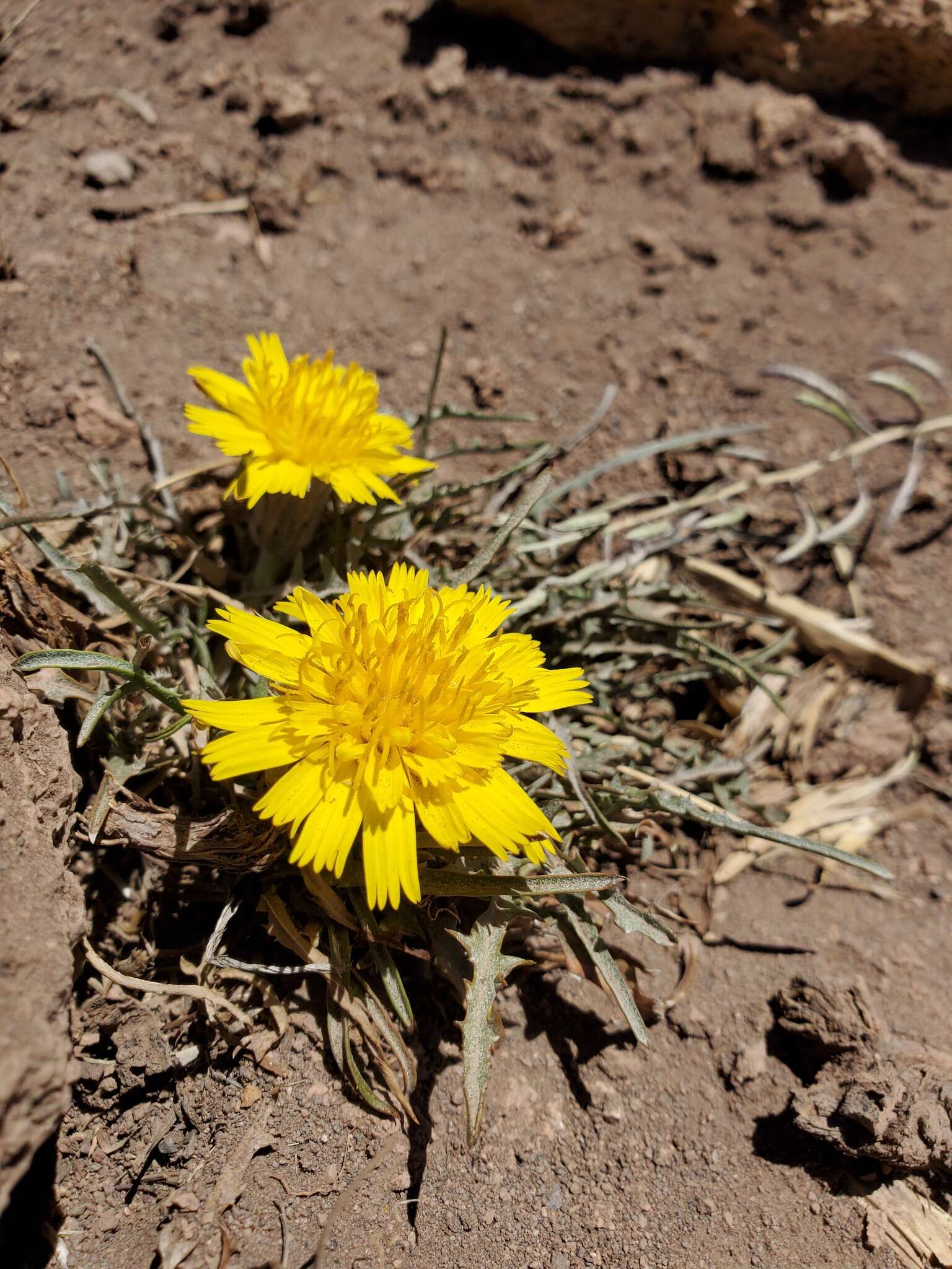 Слика од Hypochaeris laciniata