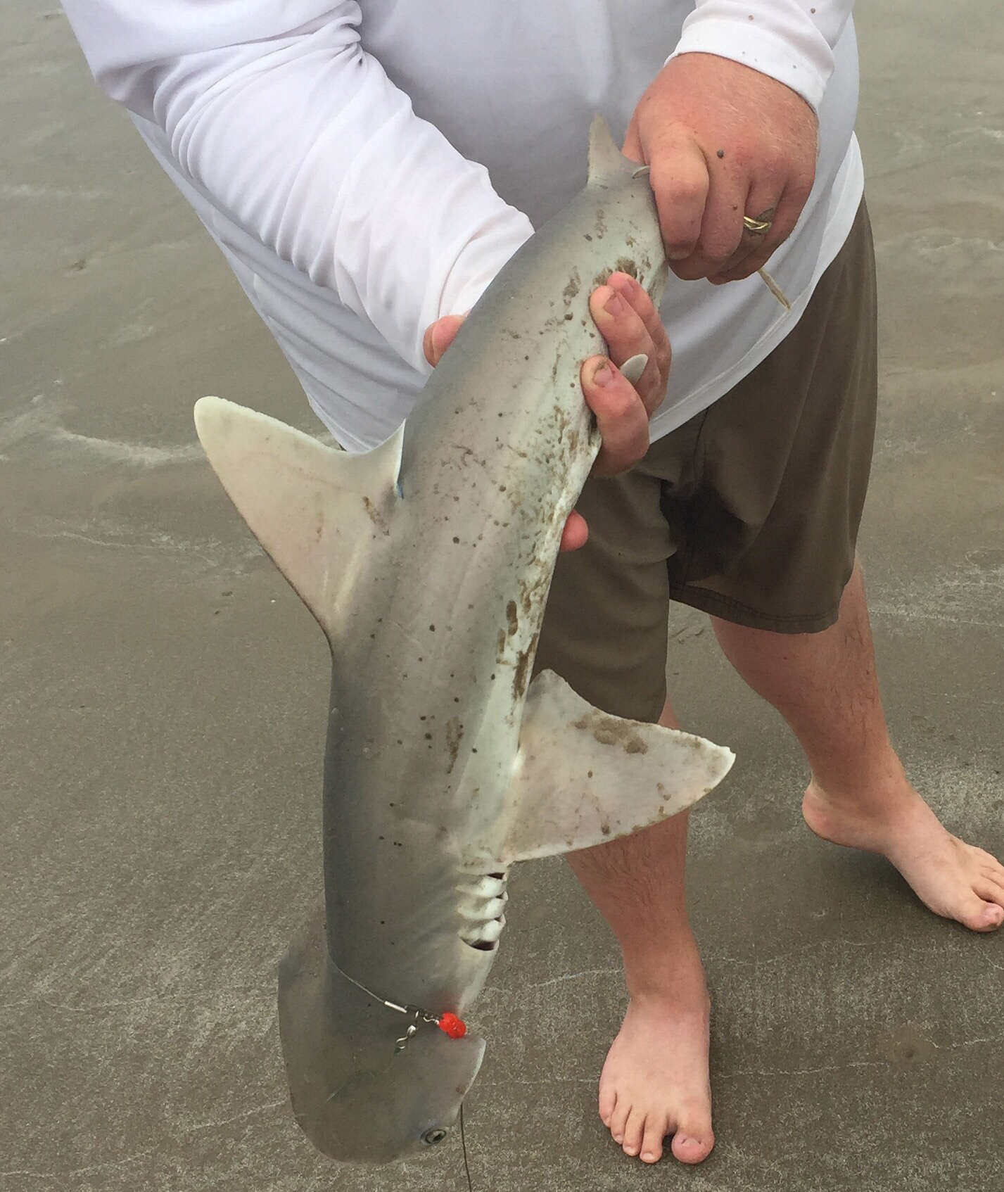 Image of Bonnethead Shark