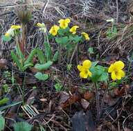 Image of Viola uniflora L.