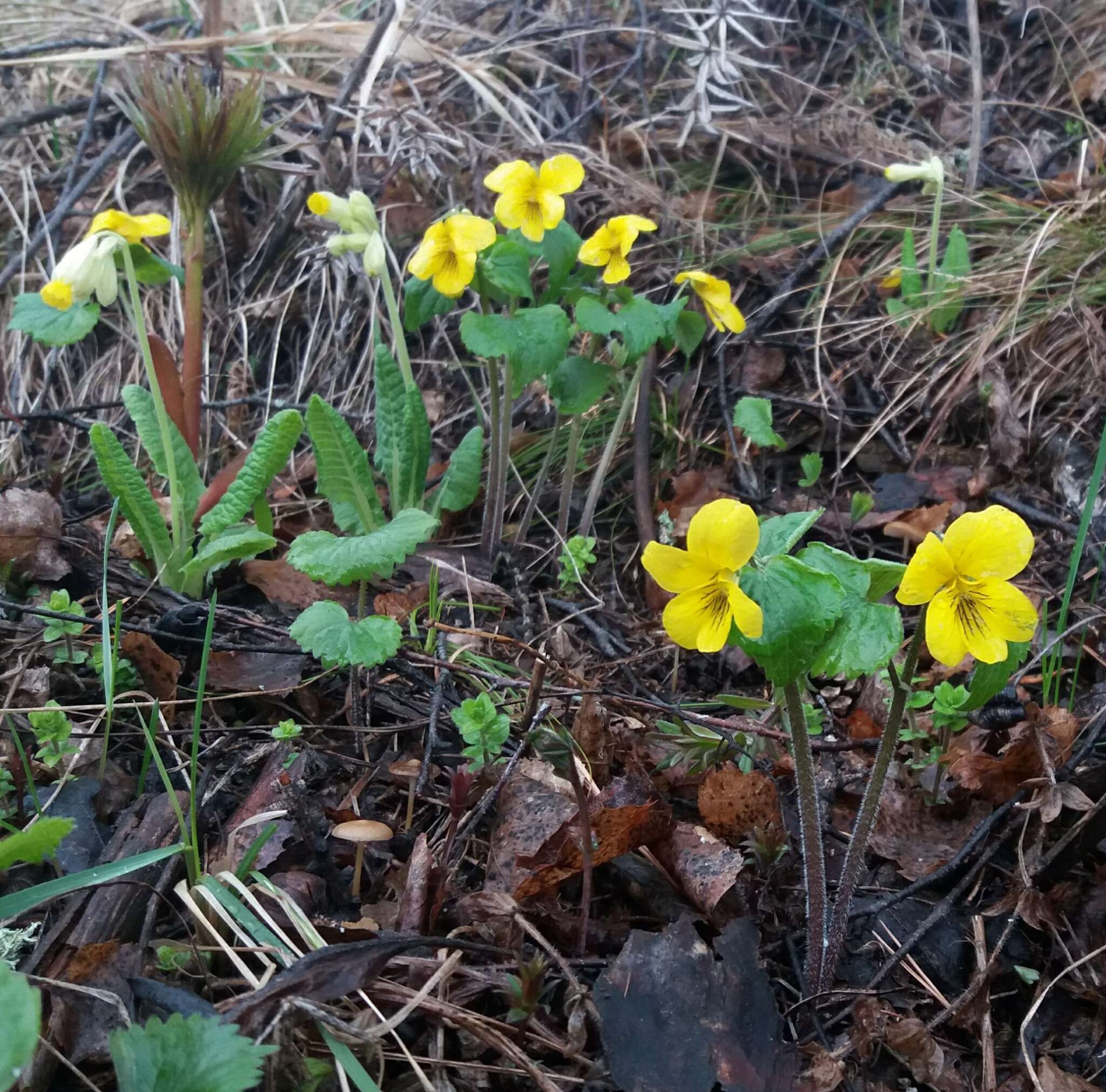 Viola uniflora L. resmi