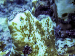 Image of Pavona coral