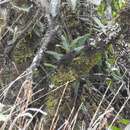 Image of Paramo Tapaculo