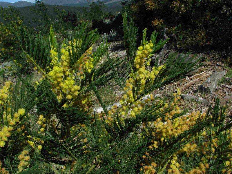 Image of green wattle