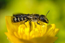 Imagem de Chelostoma florisomne (Linnaeus 1758)