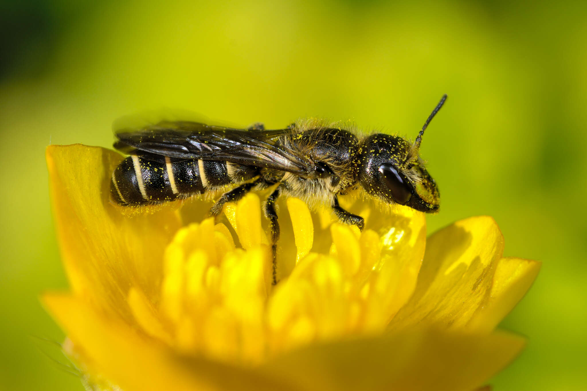 Image de Chelostoma florisomne (Linnaeus 1758)