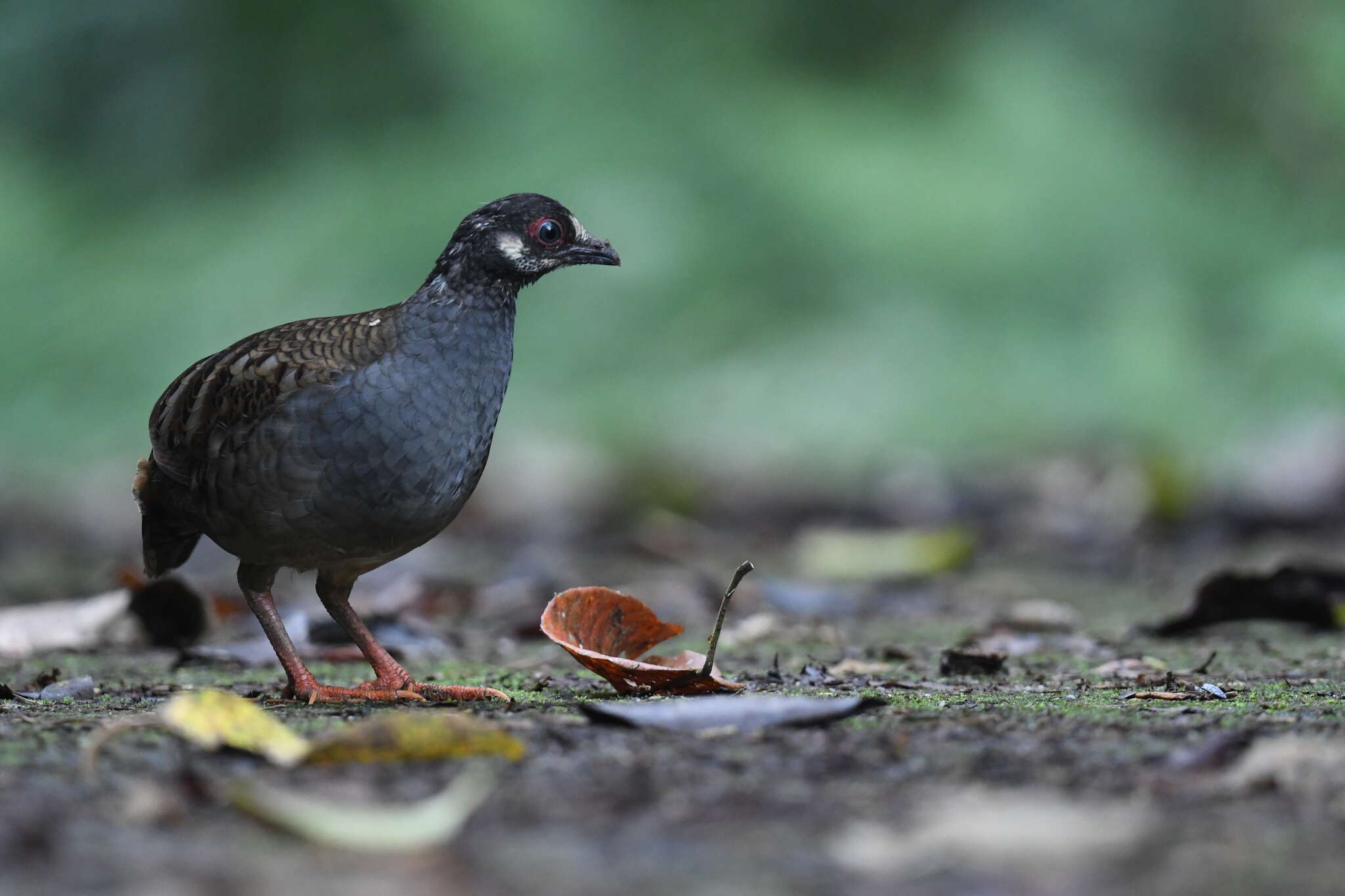 Arborophila campbelli (Robinson 1904) resmi