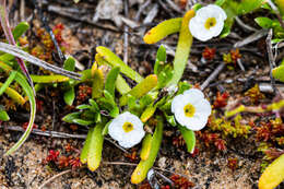 Image of Dwarf Popcorn-Flower