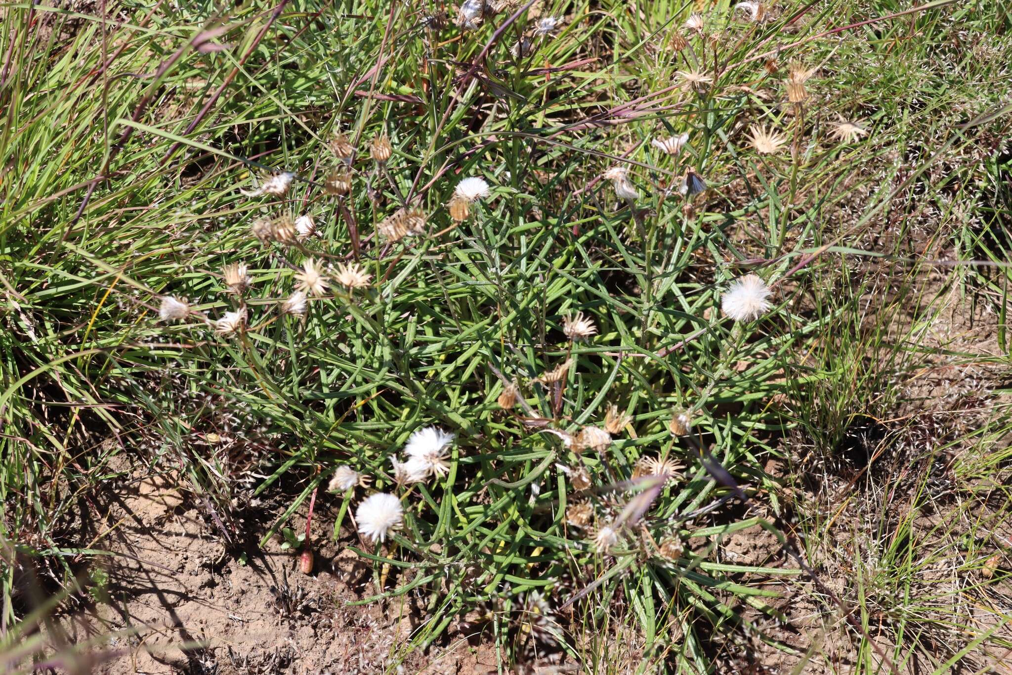 Senecio macrocarpus F. Müll. ex R. O. Belcher resmi