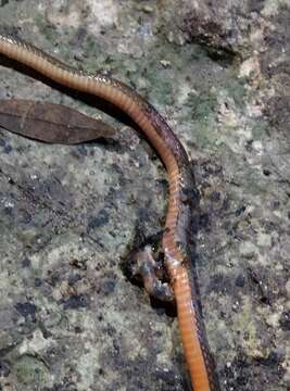 Image of Red Earth Centipede Snake