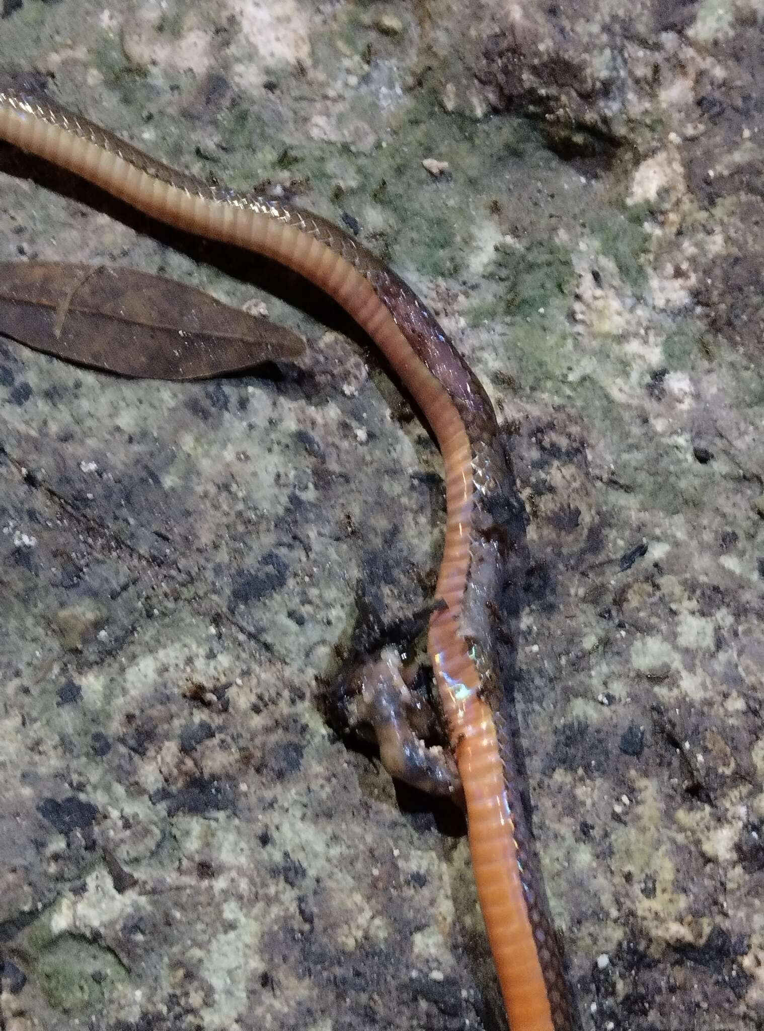 Image of Red Earth Centipede Snake