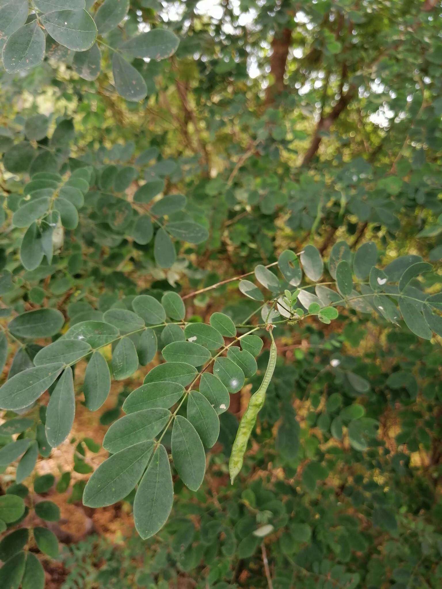 Image of Senna pallida (Vahl) H. S. Irwin & Barneby