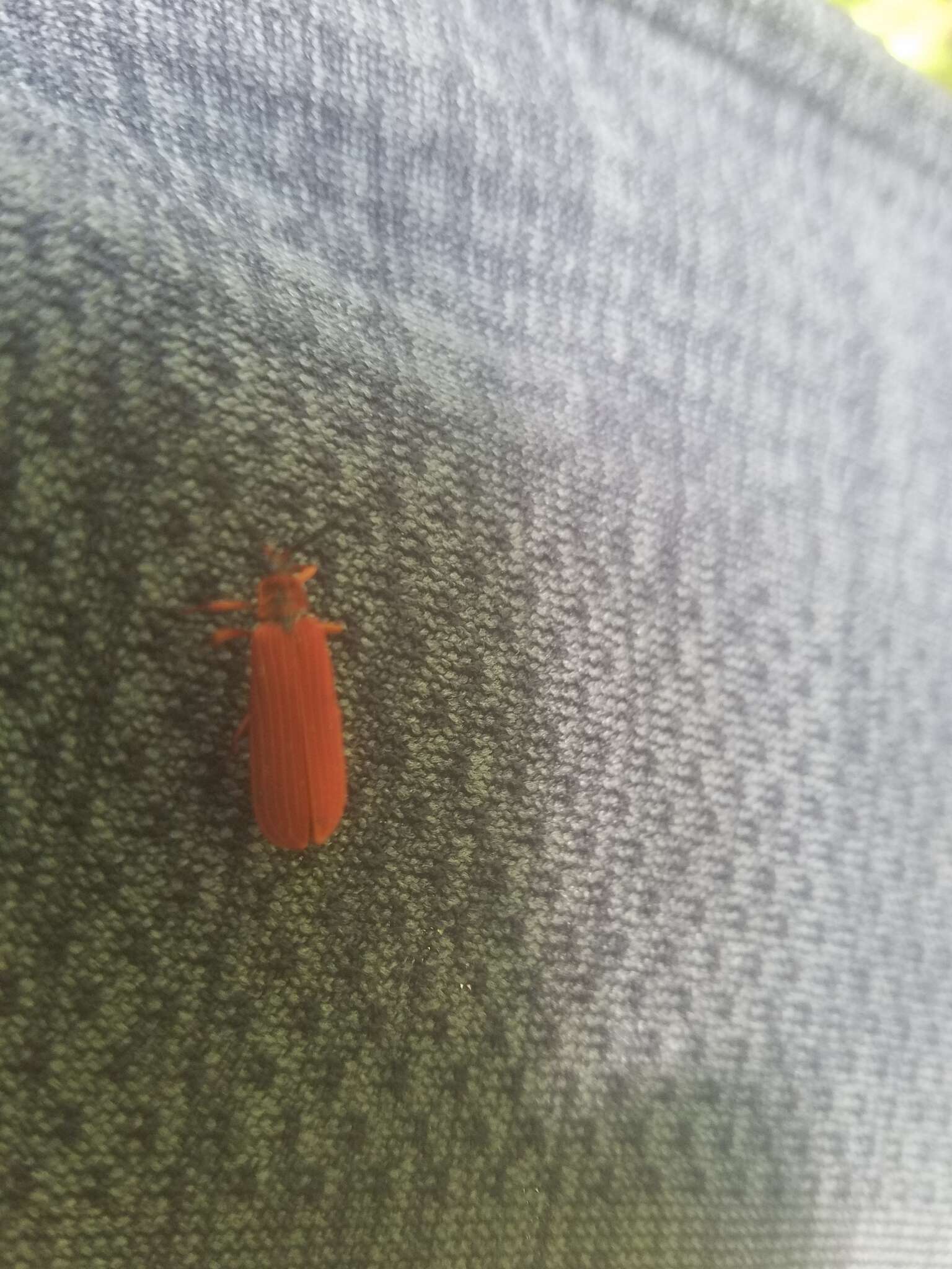 Слика од Dictyoptera simplicipes Mannerheim 1843