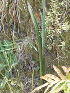 Image of Sun orchid