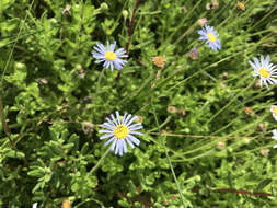 Image de Felicia amoena subsp. latifolia Grau