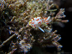 Image of Diaphorodoris papillata Portmann & Sandmeier 1960