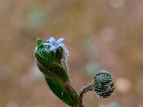 Image of Lappula concava (F. Müll.) F. Müll.