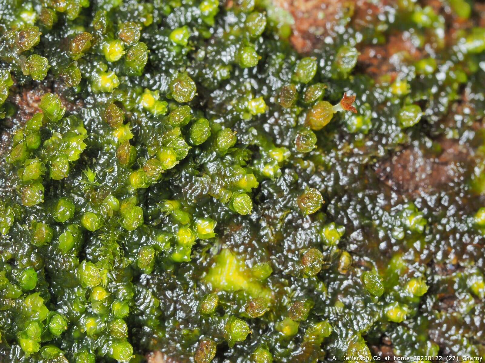 Image of Frullania virginica Lehm.