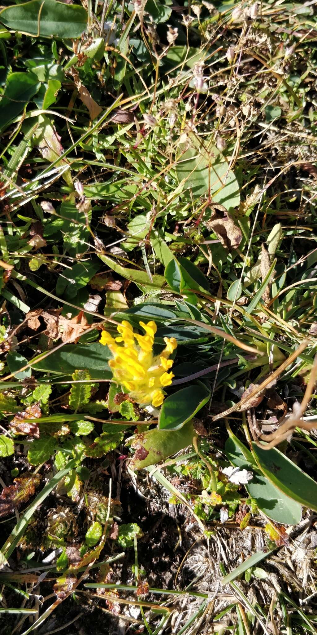 Image of Anthyllis vulneraria subsp. alpestris (Hegetschw.) Asch. & Graebn.