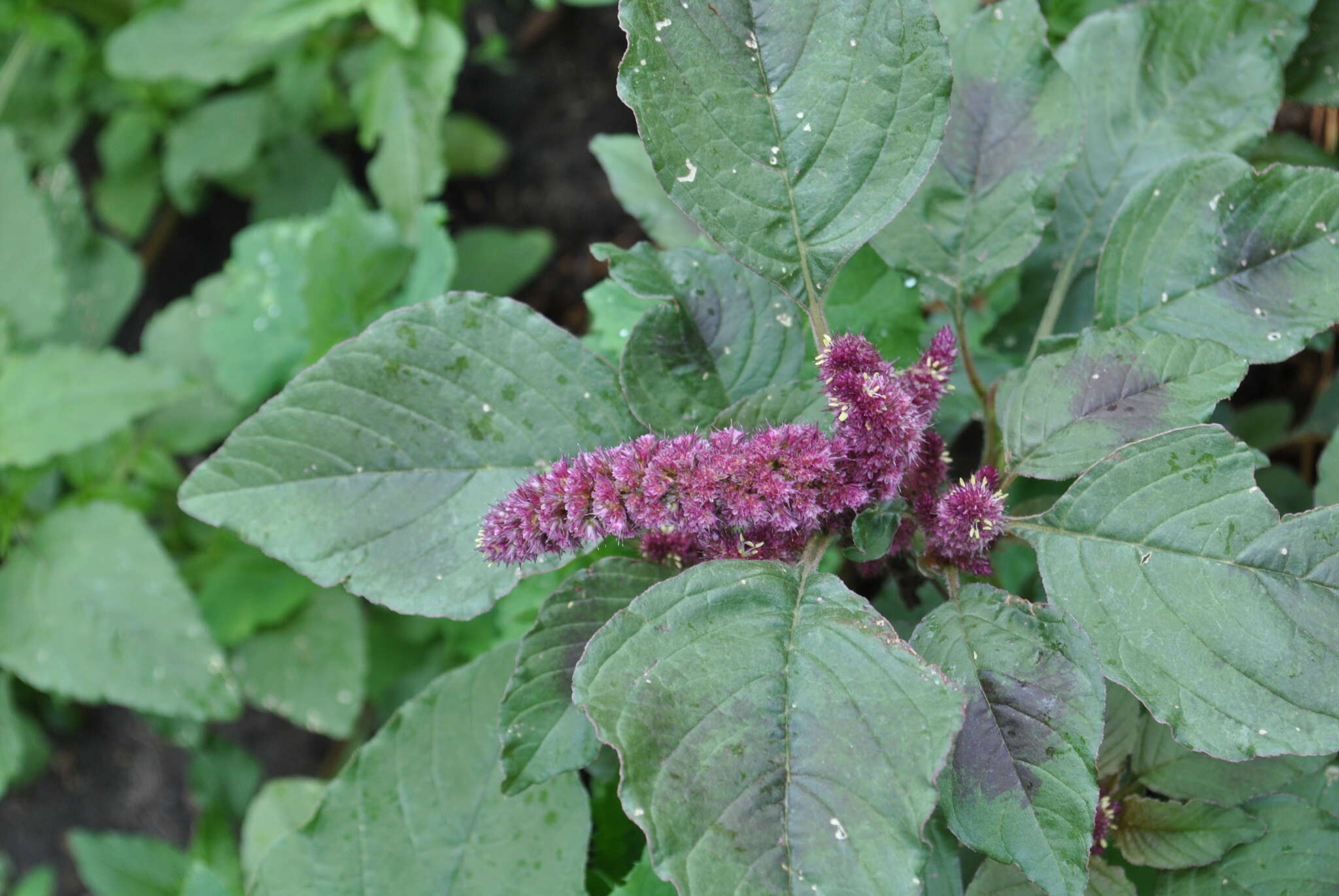 Amaranthus cruentus L. resmi