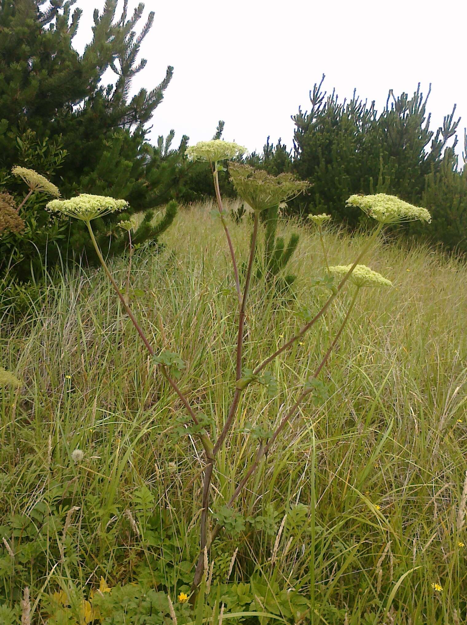 Image of seacoast angelica