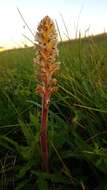 Image of oxtongue broomrape