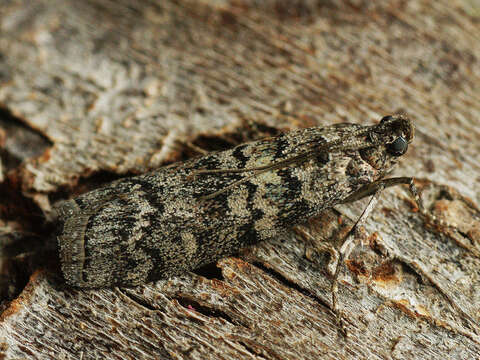 Image of Dioryctria mutatella Fuchs 1903