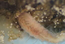 Image of Polydora mud worm