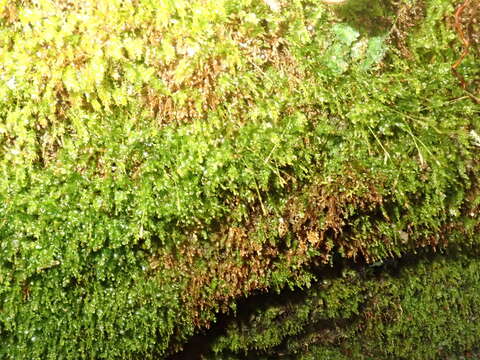 Image of tetraphis moss