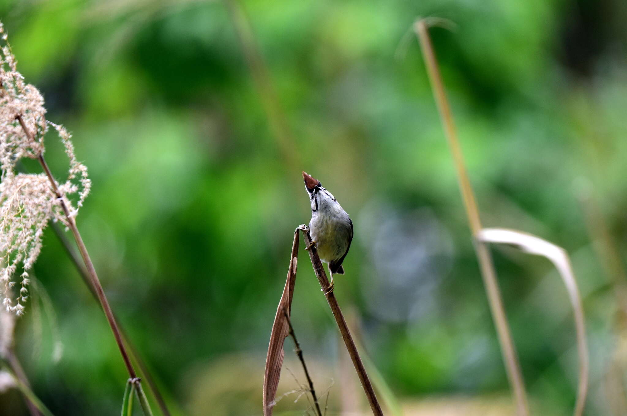 Image of Formosan Yuhina