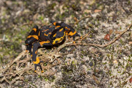 Image of Clown Frog