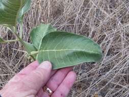 Image of Mojave milkweed