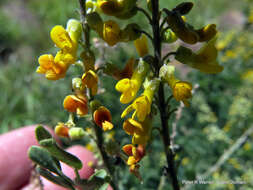 Imagem de Calpurnia sericea Harv.