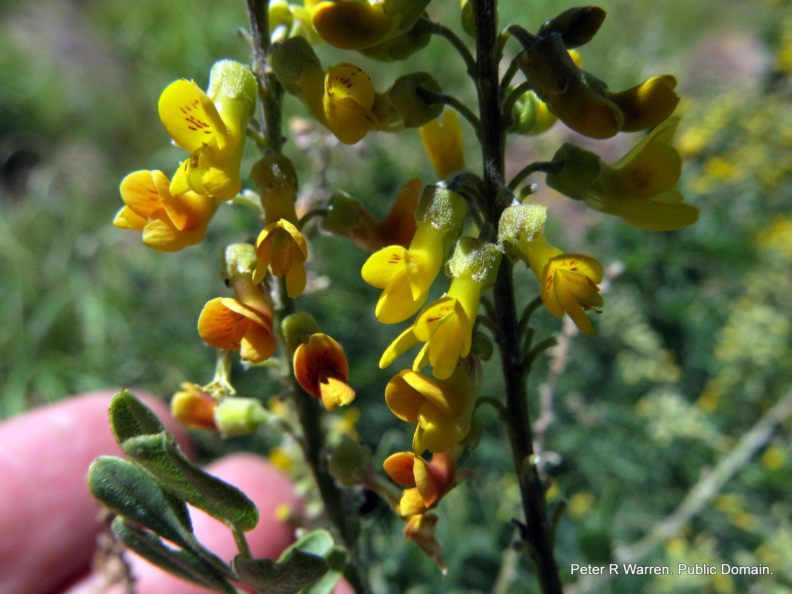 صورة Calpurnia sericea Harv.