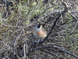 Image of Many-colored Chaco Finch