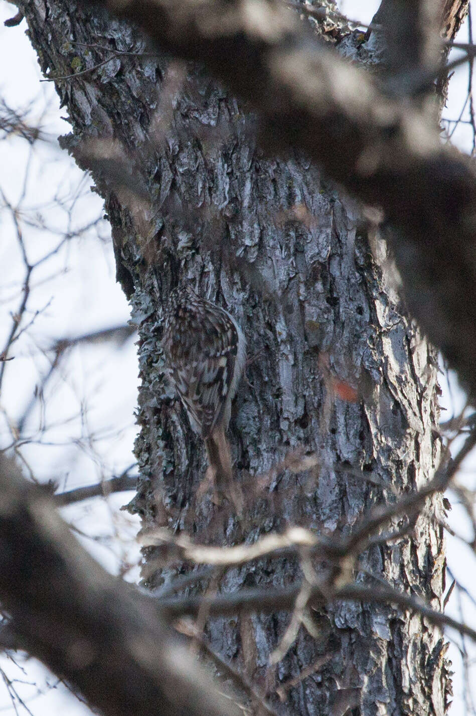 Image of treecreepers