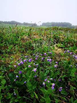 صورة Veronica wormskjoldii var. stelleri (Pall. ex Schrad. & Link) S. L. Welsh