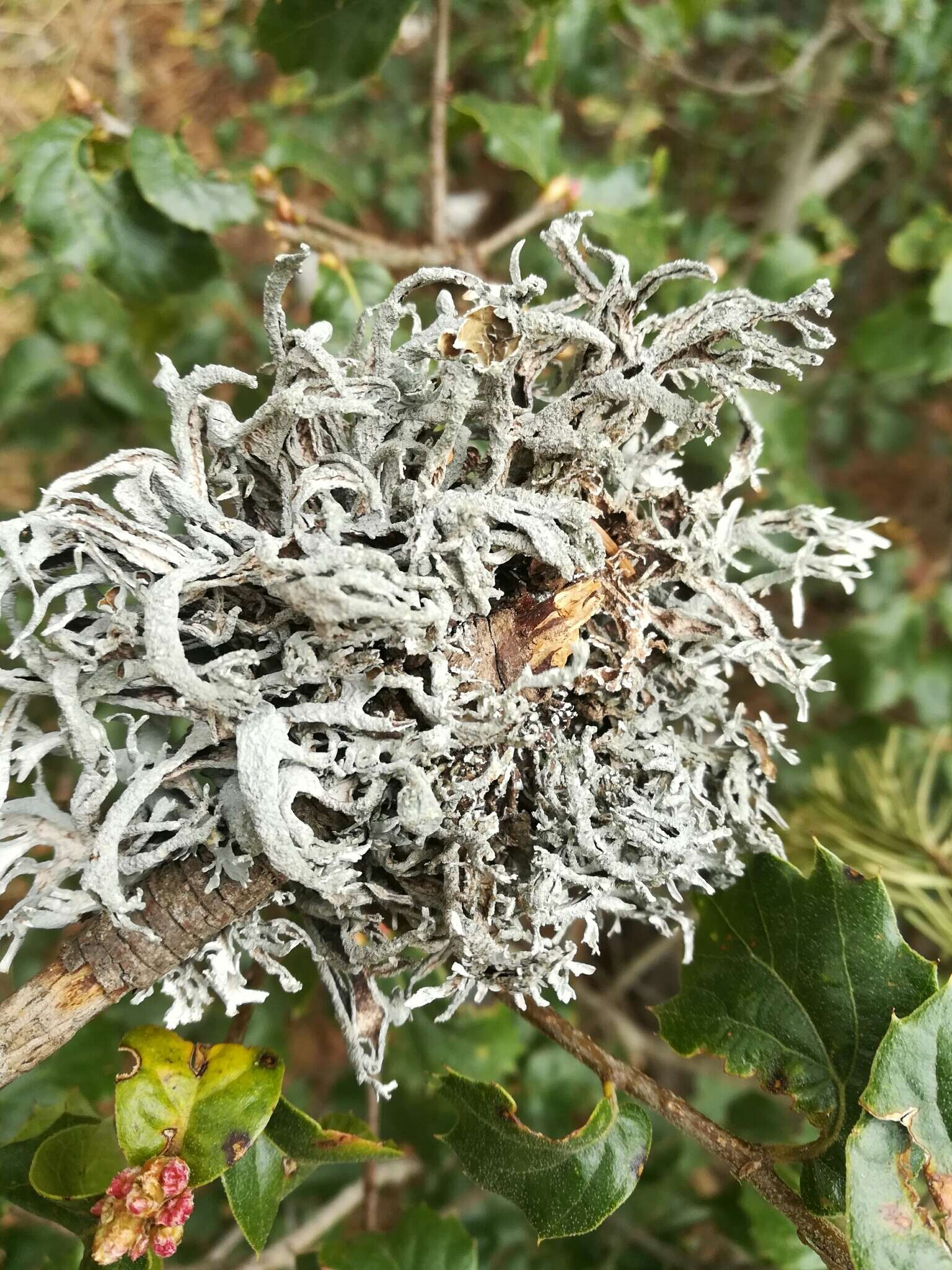 Image of Pseudevernia intensa (Nyl.) Hale & W. L. Culb.