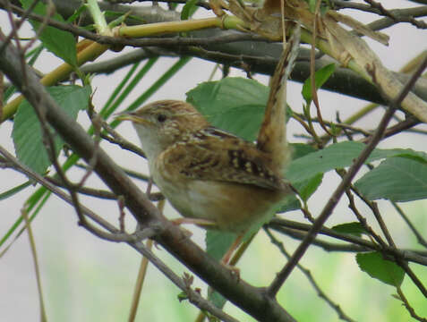 Image of Grass Wren