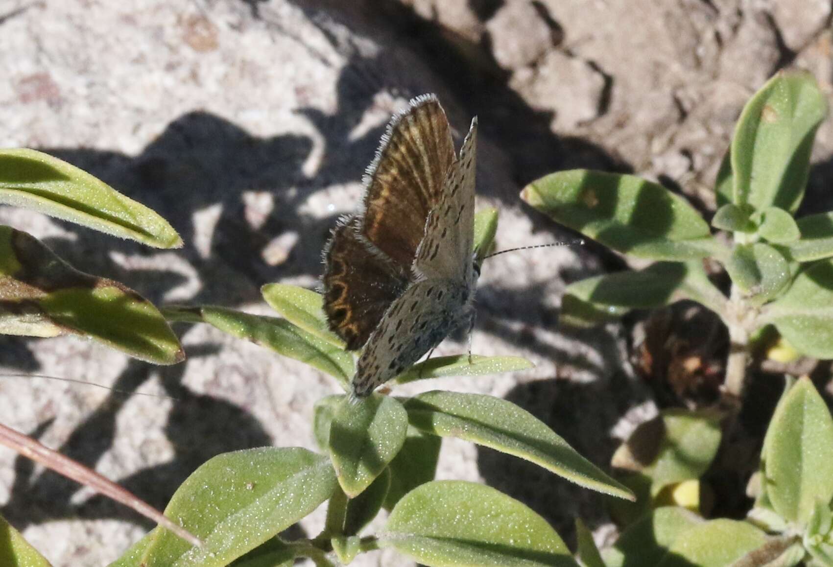 Image of <i>Plebejus fridayi</i>