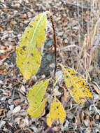 Image de Salix alaxensis (Anderss.) Coville